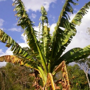 L’une des rares bananes malgaches laissées à l’état sauvage