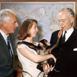 John Fletcher | Washington, D.C. | 1962 Lors d’une visite au quartier général de la National Geographic Society, Jane Goodal l et le chimpanzé Lulu, du Zoo national, rencontrent Melvi l le Grosvenor (à gauche) et Leonard Carmichael , président du comité de recherche.