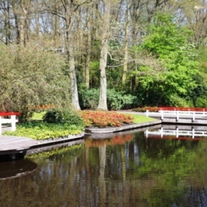   Les printemps  colorés de Keukenhof         