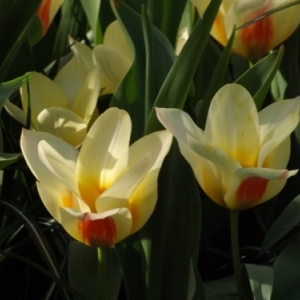   Les printemps  colorés de Keukenhof         