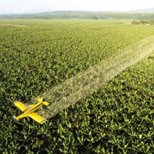 Les bananes sont originaires de l’Asie du Sud et du Sud-Est, bien qu’il y ait des plantations dans le monde