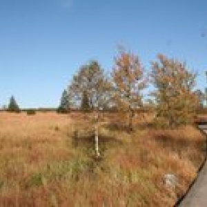 Les promenades sur caillebottis seront a nouveau envisageables