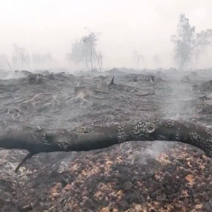 Incendie dans les Hautes Fagnes Incendie dans les Hautes Fagnes