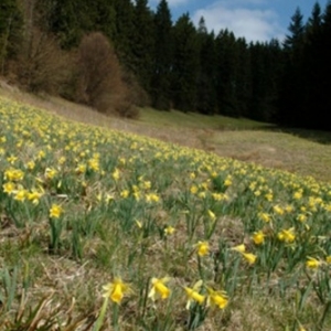 Cantons de l’Est                        Des jonquilles par milliers    