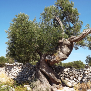 Les oliveraies de Lun ( photo :  F. Detry )