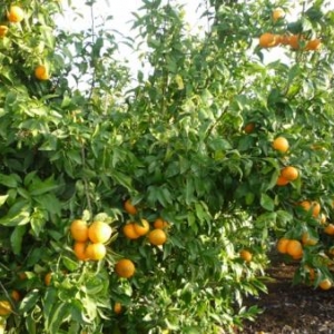 Au pays des mandarines