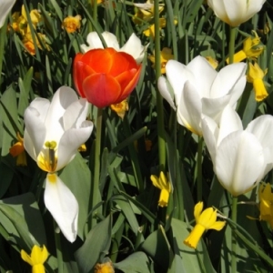   Les printemps  colorés de Keukenhof         