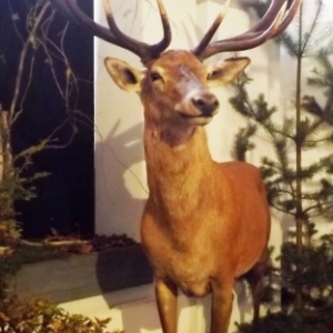 Exposition « AU COEUR DE NOS FORETS » 