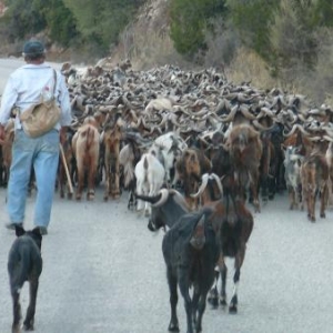 Rencontre sur une route de montagne