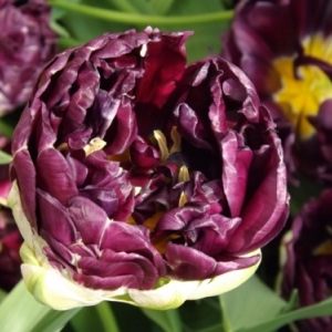   Les printemps  colorés de Keukenhof         