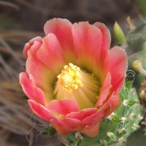 Fleur de cactus