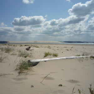 Cap - Ferret ( photo : F. Detry ) Cap - Ferret ( photo : F. Detry )