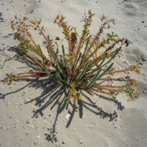 Cap - Ferret ( photo : F. Detry ) Cap - Ferret ( photo : F. Detry )