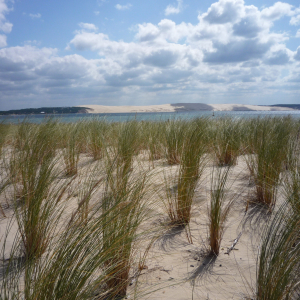 Cap - Ferret ( photo : F. Detry ) Cap - Ferret ( photo : F. Detry )