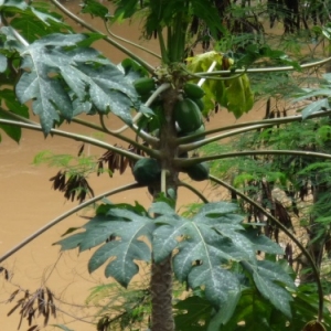 Cocotier en bordure du Rio Vermelho 