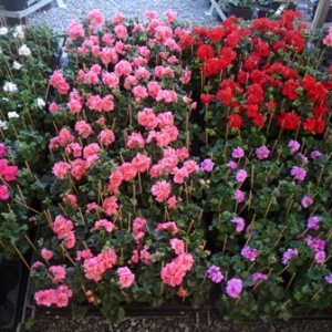 MALMEDY              15ème édition de la  Fête des Fleurs et du Jardin