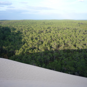 La Dune du Pylat ( photo : F. Detry ) La Dune du Pylat ( photo : F. Detry )