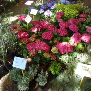 MALMEDY              15ème édition de la  Fête des Fleurs et du Jardin