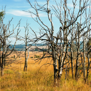 hautes-fagnes ( ostbelgien.eu-dominik-ketz )