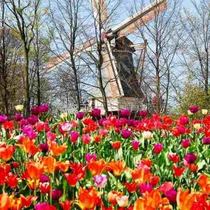 Keukenhof ( NL )