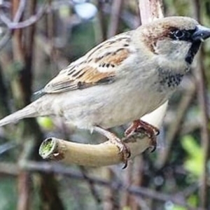 Le moineau domestique