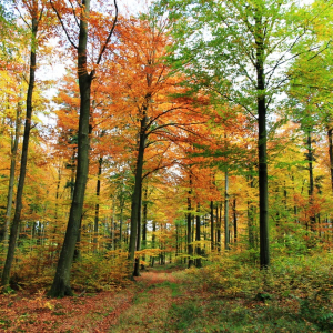 Découvrez les paysages de forêt en mille teintes lors d’une randonnée dans les Cantons de l’Est. ( ostbelgien.eu )