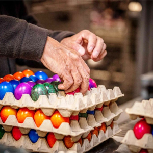 20000 oeufs colorés par heure ( photo : Ph. Labeye )