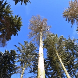 Des épicéas omniprésents ( Photo L'Avenir )