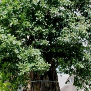 Les arbres remarquables à Sart-lez-Spa