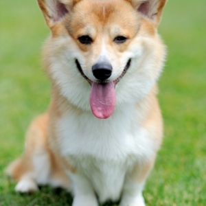 Royal Corgi, le chien de la reine d’Angleterre