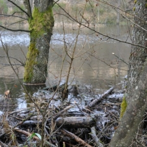 Lierneux. Colloque sur le castor. (3)