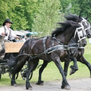 L expo qui murmurait a l oreille des chevaux