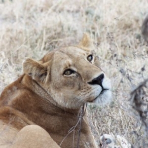 Kwetu Safaris Tanzanie