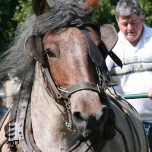 Fete du cheval de trait, Hargnies