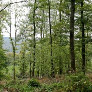 Gedinne Ecolo balades: foret, biodiversite et changements climatiques