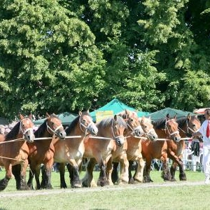 Chevaux