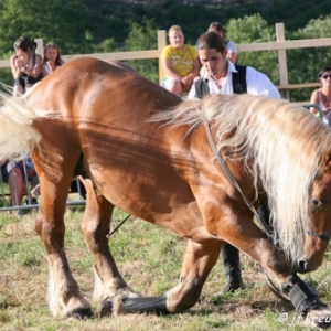 Ecuries Amourie : cheval comtois