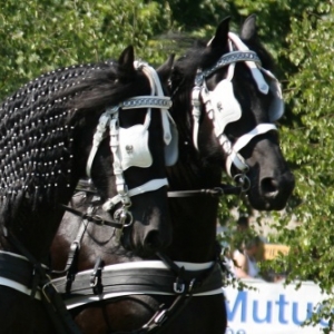 Fete du cheval de trait, Hargnies