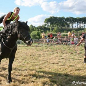 Ecuries Amourie : cheval comtois