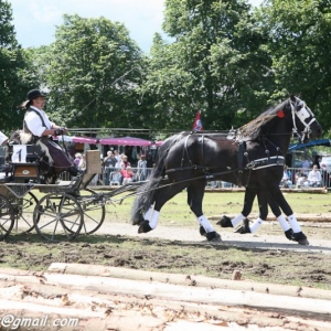 Fete du cheval, Hargnies