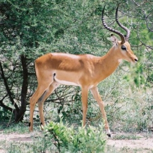 Kwetu Safaris Tanzanie