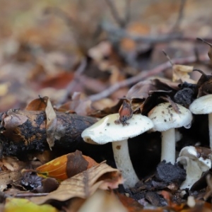 Champignon comestible ou veneneux?