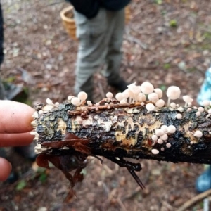 Champignon comestible ou veneneux?