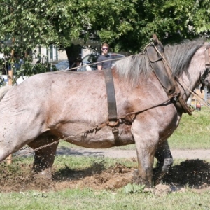 Fete du cheval de trait, Hargnies