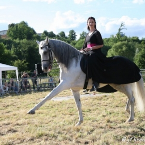 Ecuries Amourie : cheval comtois