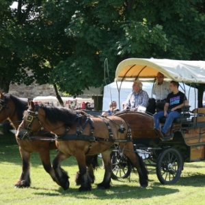 Fete du cheval de trait, Hargnies