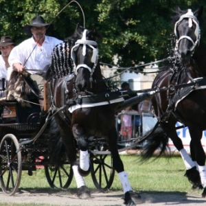 Fete du cheval de trait, Hargnies