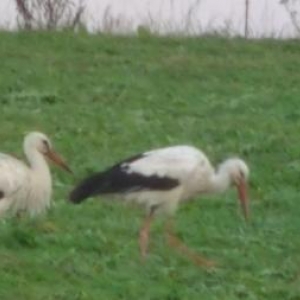 Cigognes blanches