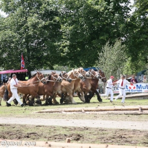 Fete du cheval, Hargnies