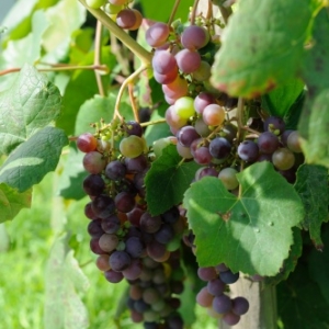 Vignes de Torgny